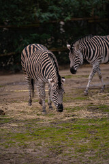 Zebra of the genus Equus walking quietly in cloudy weather