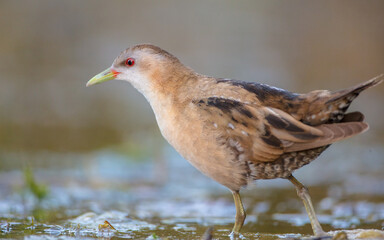 Little Crake - female feeding at a wetland 