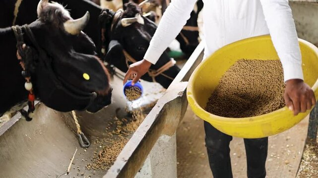 Holstein Friesian cows, the pride of rural dairy farming in India, contribute to sustainable milk production. With ethical cattle breeding and care, we ensure quality and tradition in every drop