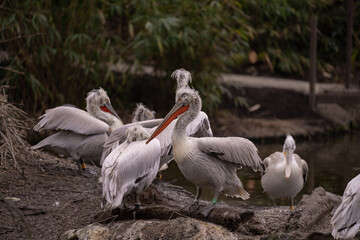 The common pelican also known as Pelecanus onocrotalus standing in a group on the pond