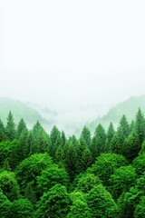 Fototapeta premium A serene forest landscape shrouded in mist, showcasing lush green trees and a tranquil atmosphere in nature.