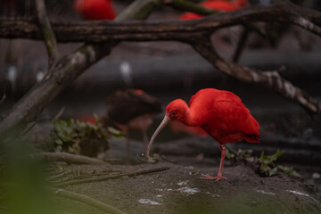 Portrait of red ibis in nature. Threskiornis aethiopicus wild bird in captivity