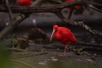 Naklejka premium Portrait of red ibis in nature. Threskiornis aethiopicus wild bird in captivity