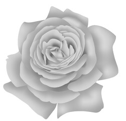 white rose isolated on white beautiful flower.