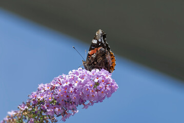 Red admiral butterfly (Vanessa Atalanta) perched on summer lilac in Zurich, Switzerland