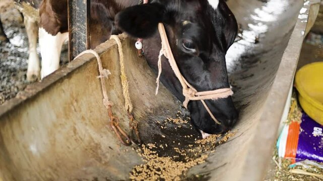 ows feeding on green chara in the cowshed, a perfect example of traditional dairy farming in rural India, where care meets sustainability
