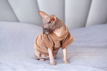 Egyptian sphinx cat in clothes sitting on bed. Close-up of hairless cat in warm sweater.