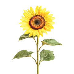 Sunflower isolated on transparent background