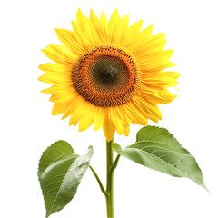 Obraz premium Sunflower isolated on transparent background