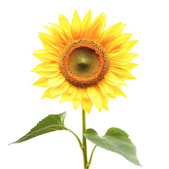 Obraz premium Sunflower isolated on transparent background