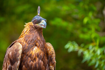 Close-up of a golden eagle wearing a cap covering its eyes. An eagle sits on a perch against a...