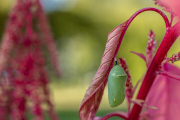 Monarch Butterfly, Danaus plexippus, jade green chrysalis on brightly colored fuchsia Amaranth