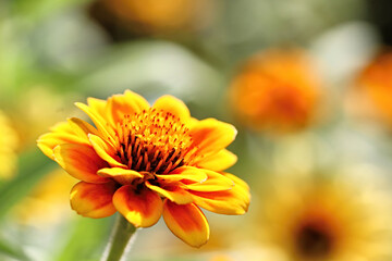 Fototapeta premium Orange