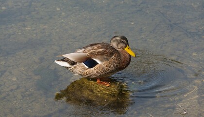 Mallard duck sitting on a stone in shallow water