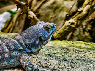 island land iguana