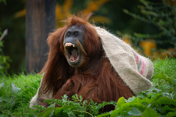 Male orangutan with mouth open © Andrew