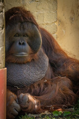 Male orangutan relaxing © Andrew