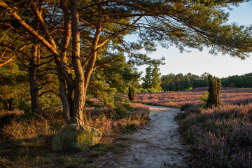 Typische Heidelandschaft zum Herbst, vioellete Blüte der Erica im Abendlicht, gesäumt von alten...