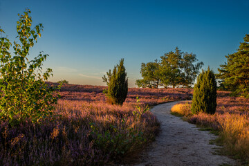 Naklejka premium Heideblüte im Naturpark zum Sonnenuntergang, mit Wacholderbäumen, Kiefern auf Sandboden tolles Panoramabild 