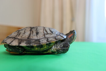 People care for and play with a pet red-eared turtle.