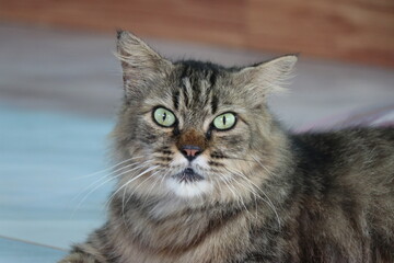 A gray and white tabby cat is lying on a porch.
