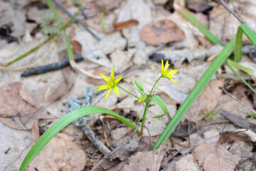 a yellow flower is growing in the woods with some dry leaves  