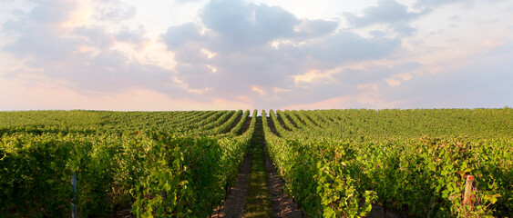 Paysage de vignes en France en automne avant les vendanges du raisin.