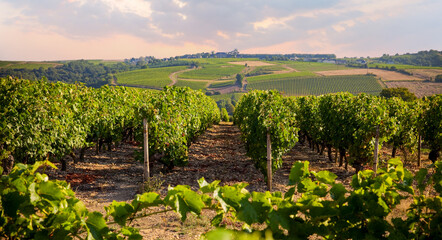 Paysage de vignes en France en automne avant les vendanges du raisin.