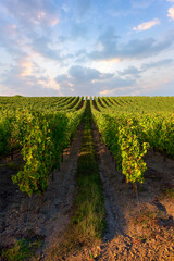 Paysage de vignes en France en automne avant les vendanges du raisin.