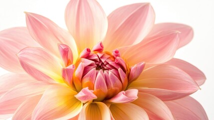 Fototapeta premium Close-up shot of a favorite flower with soft, radiant petals, captured on a bright white background, highlighting its natural beauty