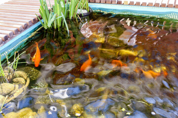 Goldfish in a decorative pond.