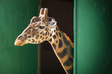 A giraffe at the zoo