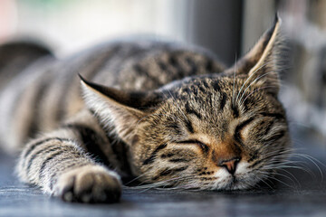 sleeping, lazy, sweet cat
