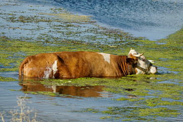 Cows and oxen on the mountain, Snowy mountains, green plateau. Black Sea plateau and cows.