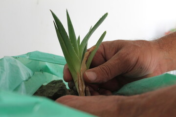 A man gardener's hands transplanting a small aloe vera plant