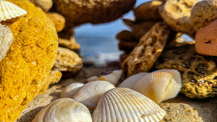 White shells and sea pebbles around