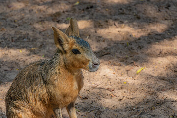 close up portrait of a capybara