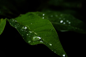Macro Shot of Wet Green Leaf with Water Drops