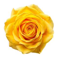 Fresh beautiful yellow rose Isolated On Transparent Background