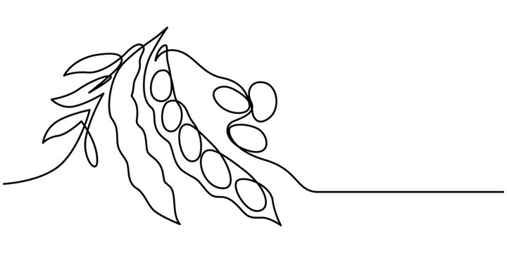 Fava beans simple color vector illustration. One continuous line art drawing with lettering organic fava beans, Vector illustration of peas isolated on white background. Black and White for coloring.
