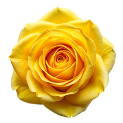 Obraz premium Fresh beautiful yellow rose Isolated On Transparent Background