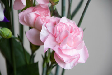 ピンクのカーネーション