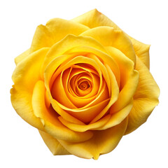 Fresh beautiful yellow rose Isolated On Transparent Background