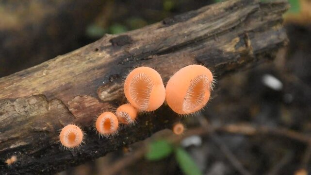 fungi cup mushroom growth for rain season on tree trunk in Chet Kod waterfall on Thailand  