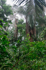 Sunlight is struggling to reach the ground as it shines on the dense canopy of a tropical...