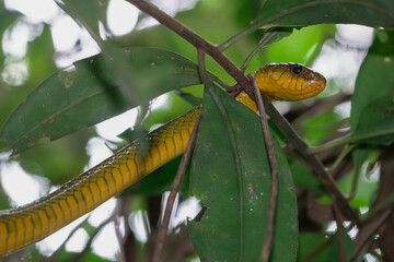 Bright yellow snake coils peacefully on a lush branch in a tropical tree, blending into the green foliage with its intricate skin pattern and piercing eye