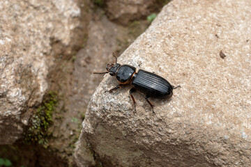 Black beetle with an orange pronotum stands on a rock in its natural habitat, showcasing intricate details and blending with the surroundings