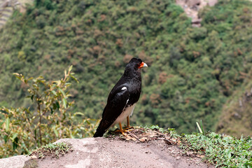 Majestic mountain caracara bird perched on a cliff edge, surveying the lush green valleys of the andes mountains. Its striking black and white plumage and sharp orange beak are on full display