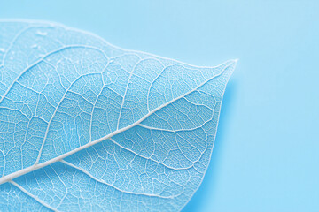 Obraz premium leaf on a blue background