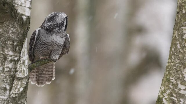Hawk Owl in nature forest habitat, white birch tree, during cold winter. Wildlife scene from nature.  Nature of north Europe. Snowy winter scene with hawk owl, larch tree, Finland.                   
